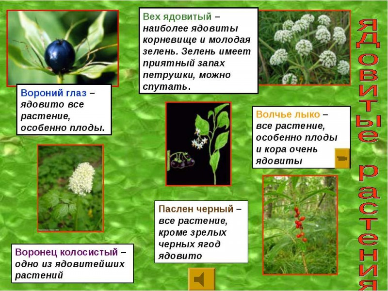 Ядовитые растения нашей местности фото 16